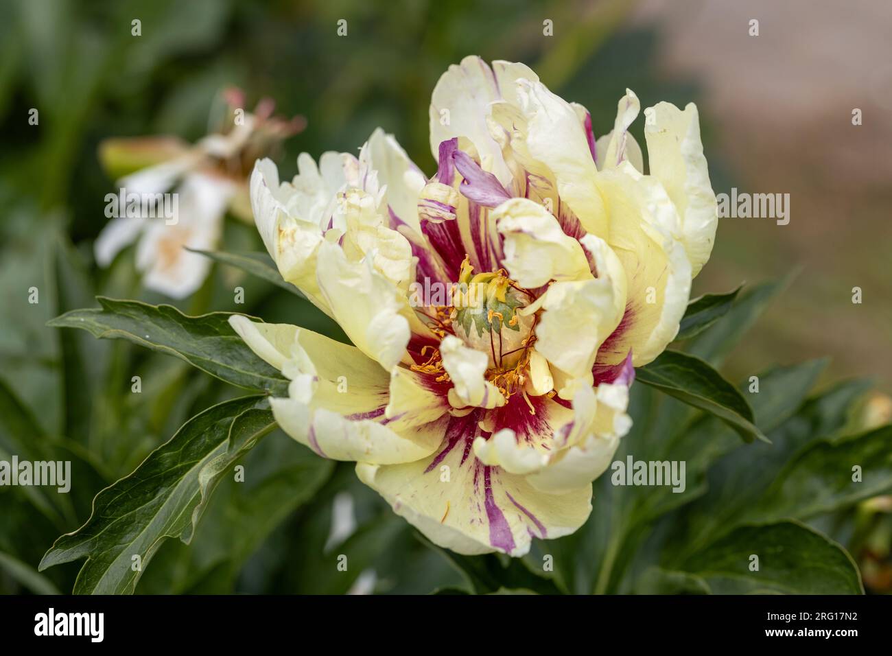 Paeonia Itoh Hybrids Lolliepop in the spring garden Stock Photo