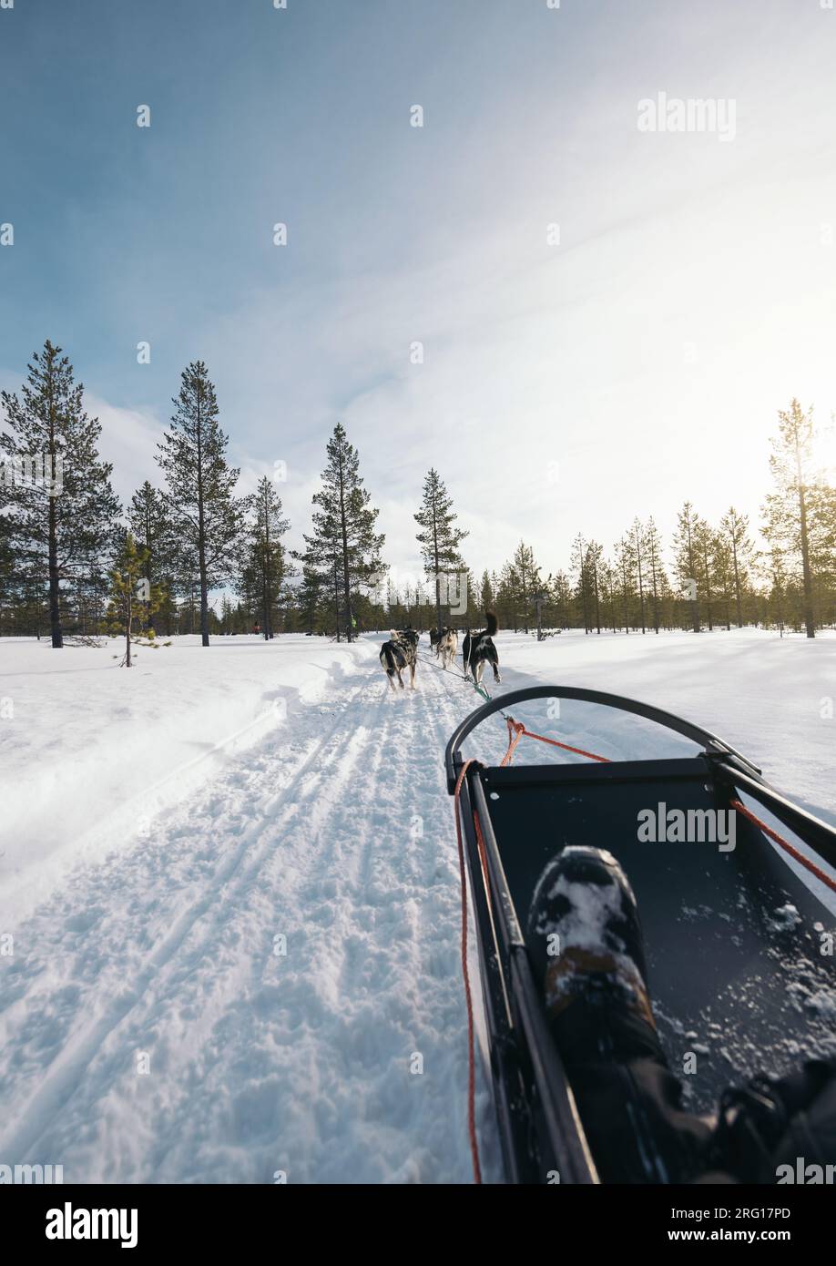 Back view of pet dogs walking on snowy road in winter forest while
