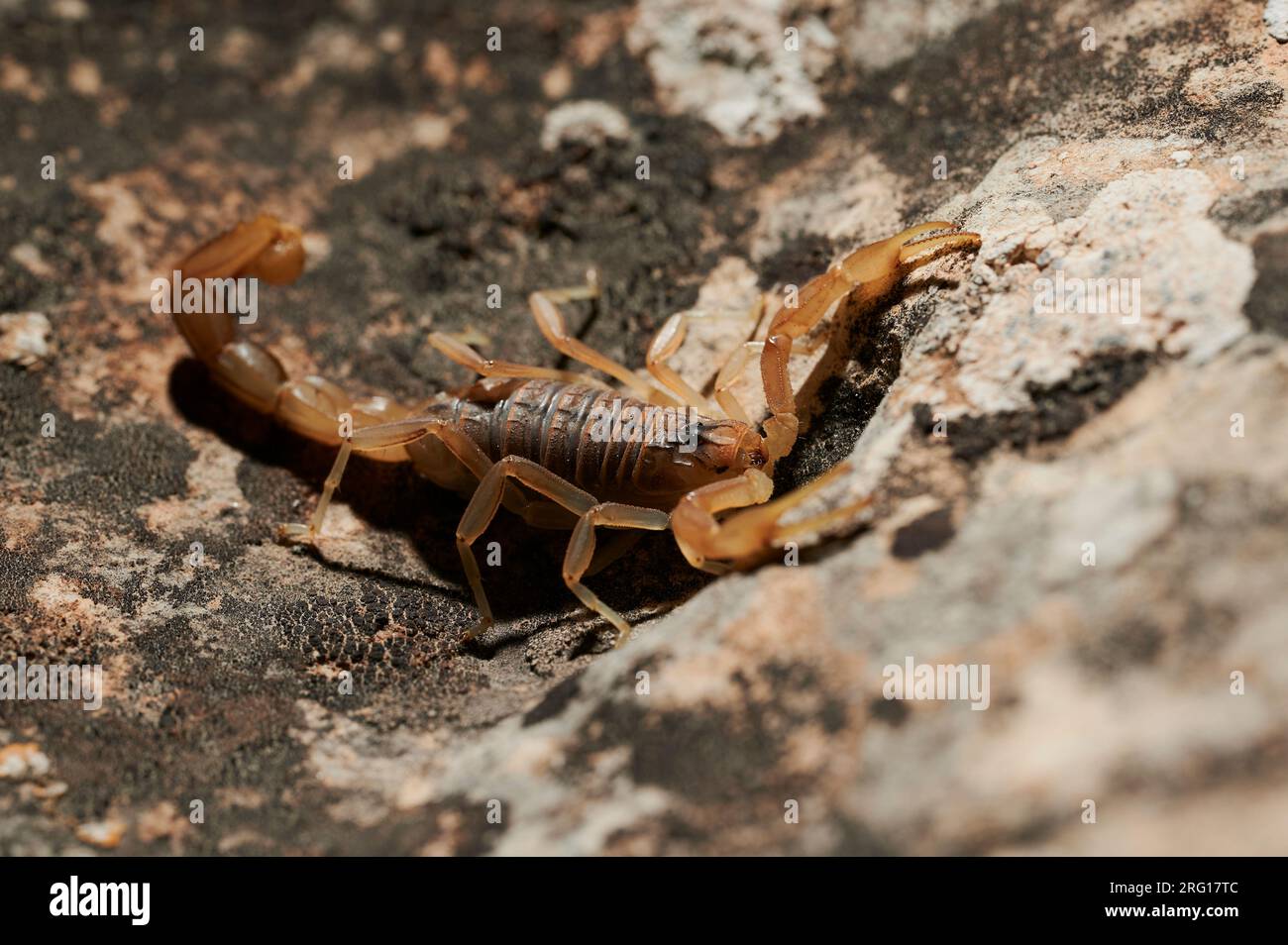 Side view of brown scorpion walking on rocky terrain in daylight Stock Photo