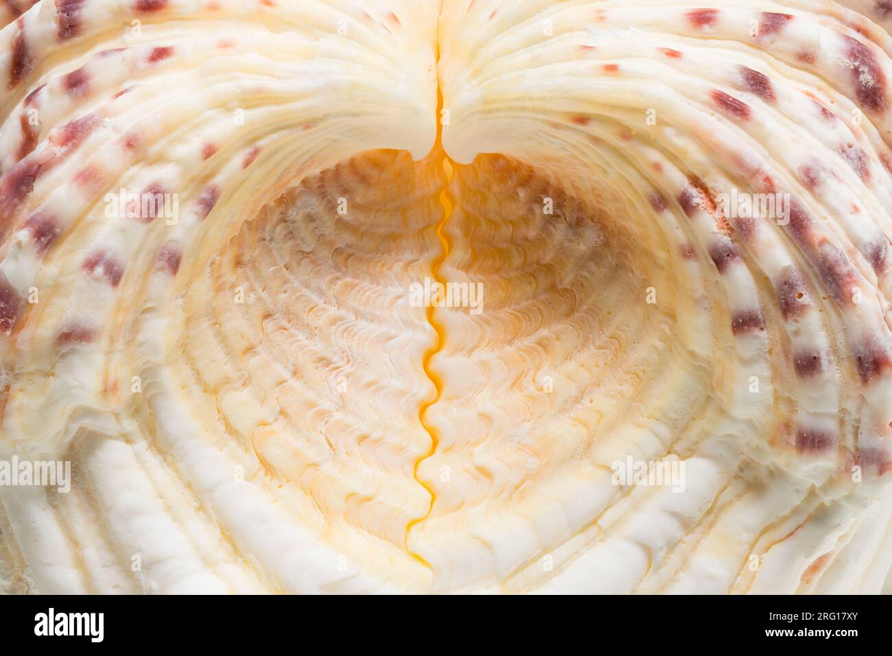 Macro photograph of the symmetrical halves of a Bear Claw clam seashell (Hippopus hippopus); found in the SW Pacific Stock Photo