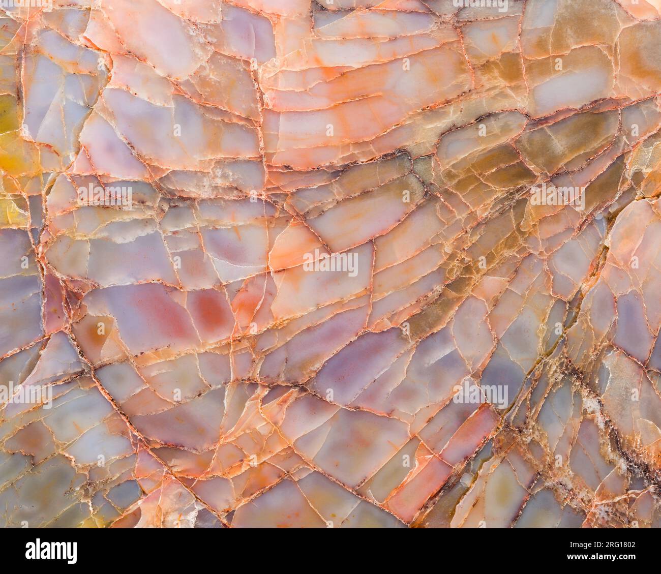 Closeup of the structural detail in a piece of colorful petrified wood from Arizona; Araucarioxylon arizonicum from the Chinle Formation; Late Triassi Stock Photo