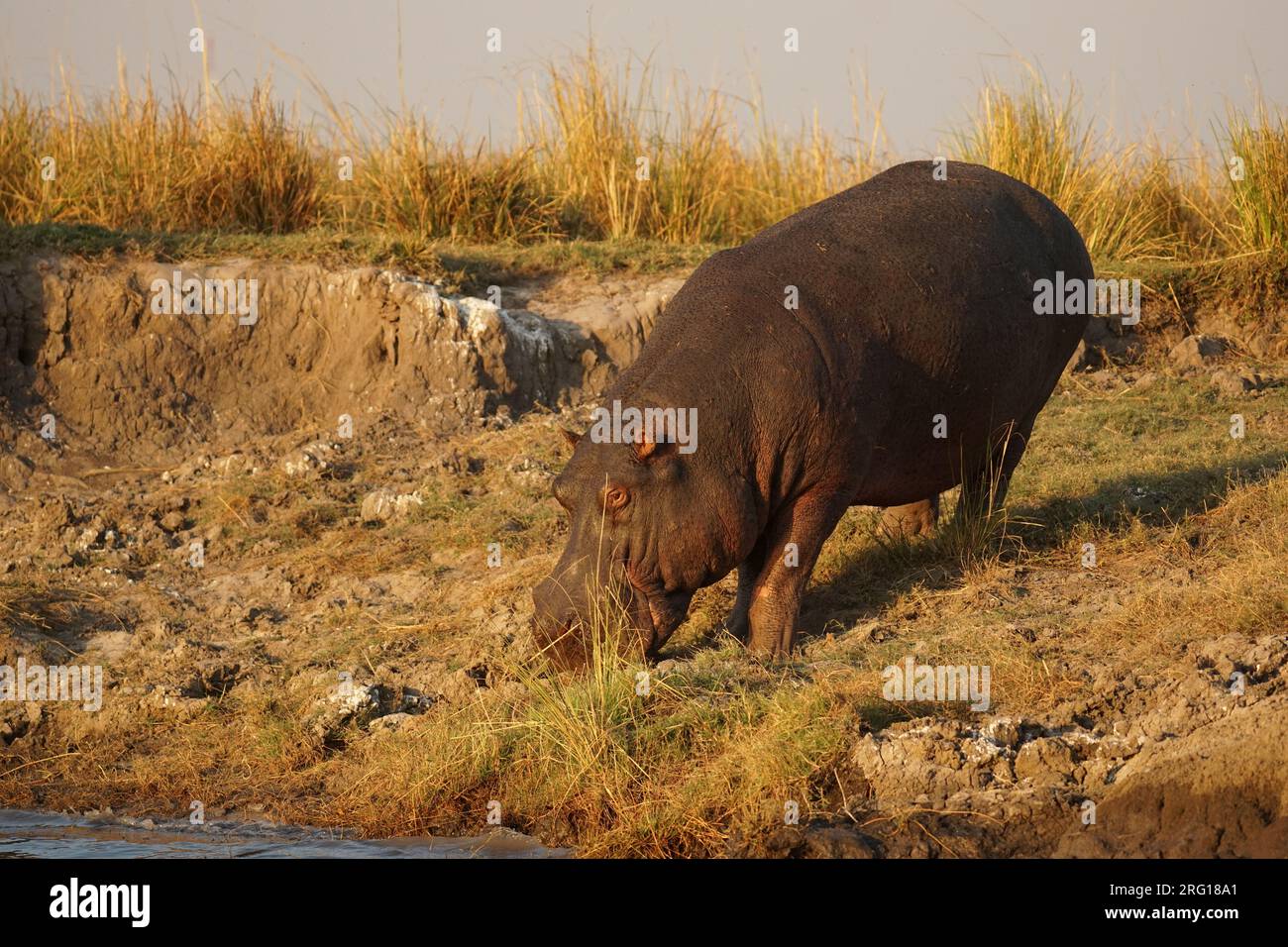 Hippo Chobe River Botswana Nilpferd Stock Photo