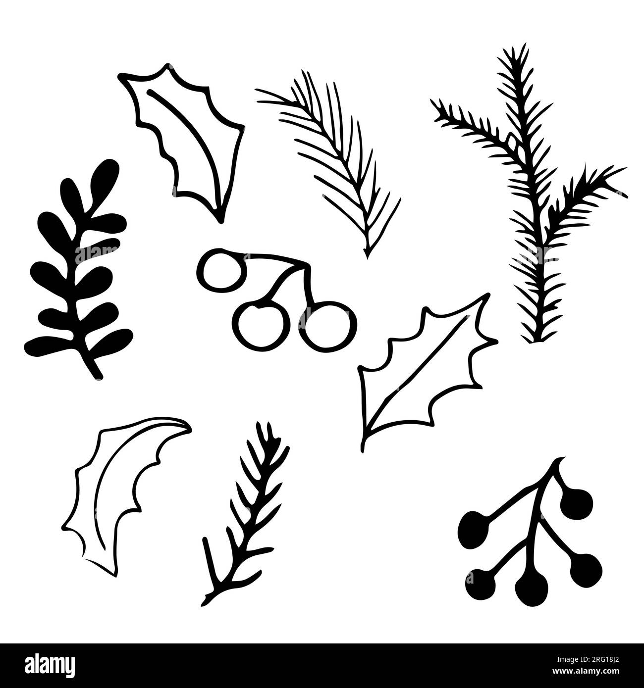 Pine cone, pine tree branch, berries and leaves set in doodle style