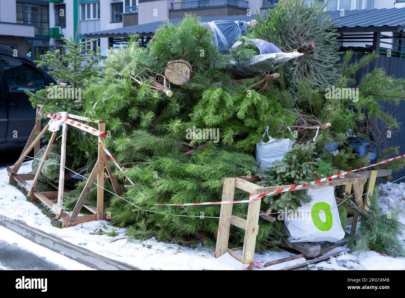 Recycling Christmas trees after the holidays. A Christmas tree thrown