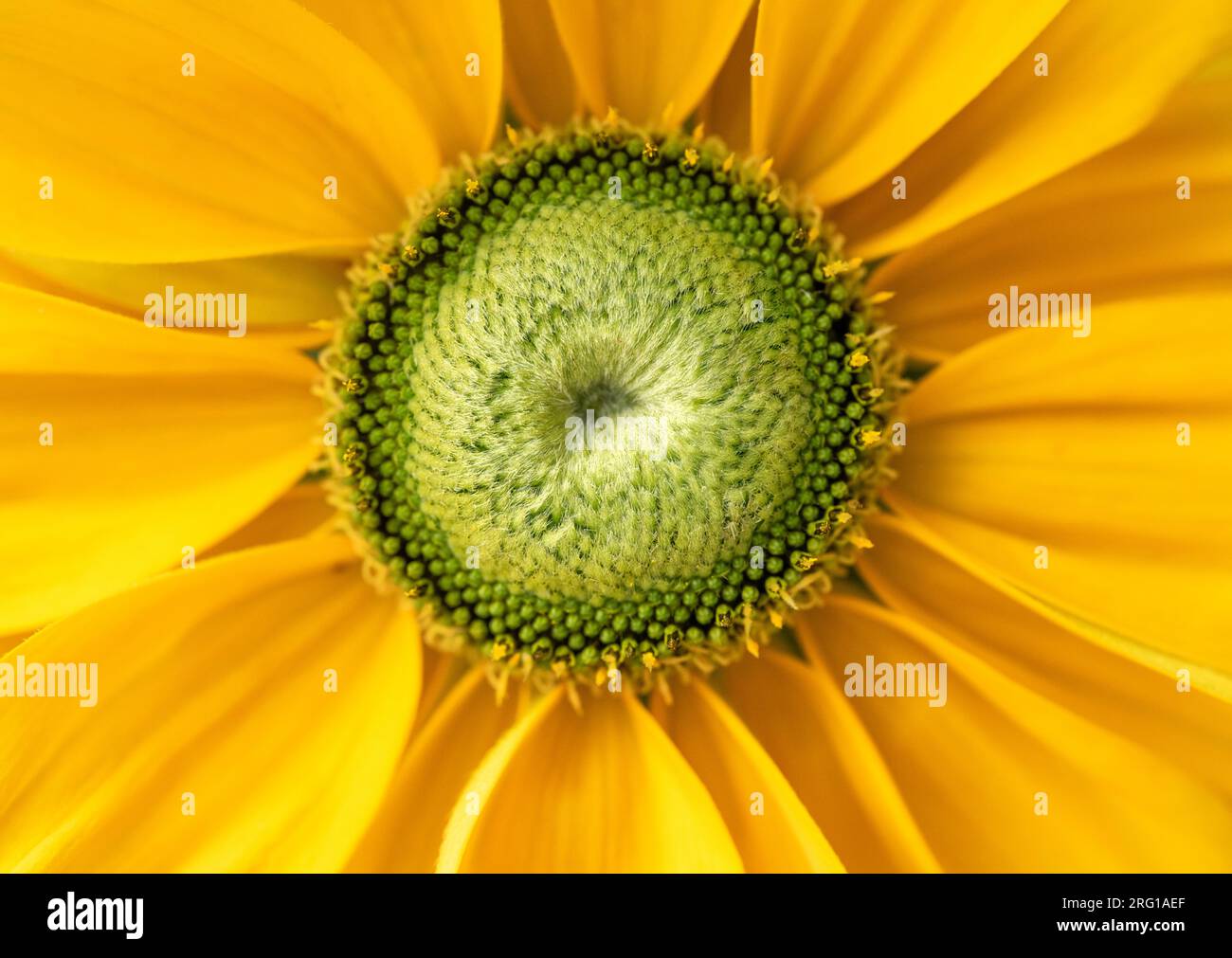 a close up of a beautiful yellow Coneflower, (Echinacea) Stock Photo