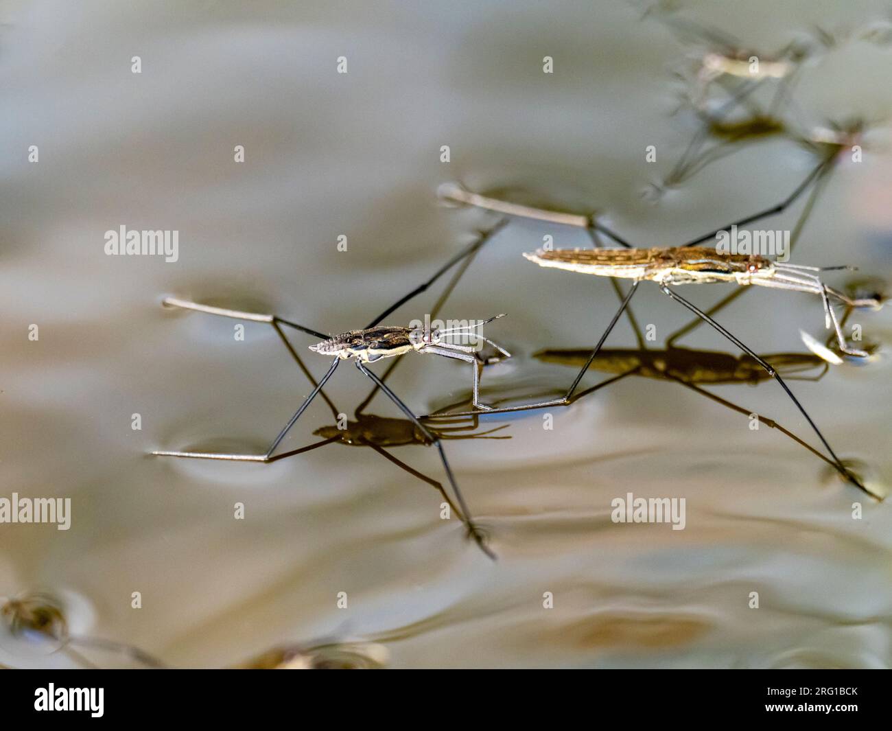 Surface tension water swimmer hires stock photography and images Alamy