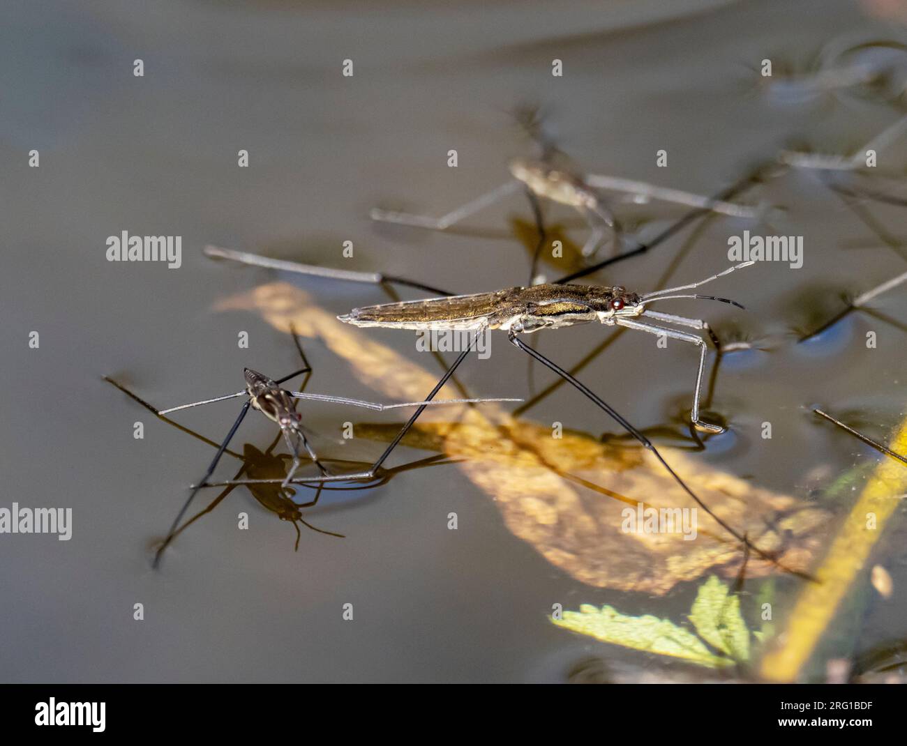 Common Pond Skater, Gerris lacustris on the River Brathay in Ambleside ...