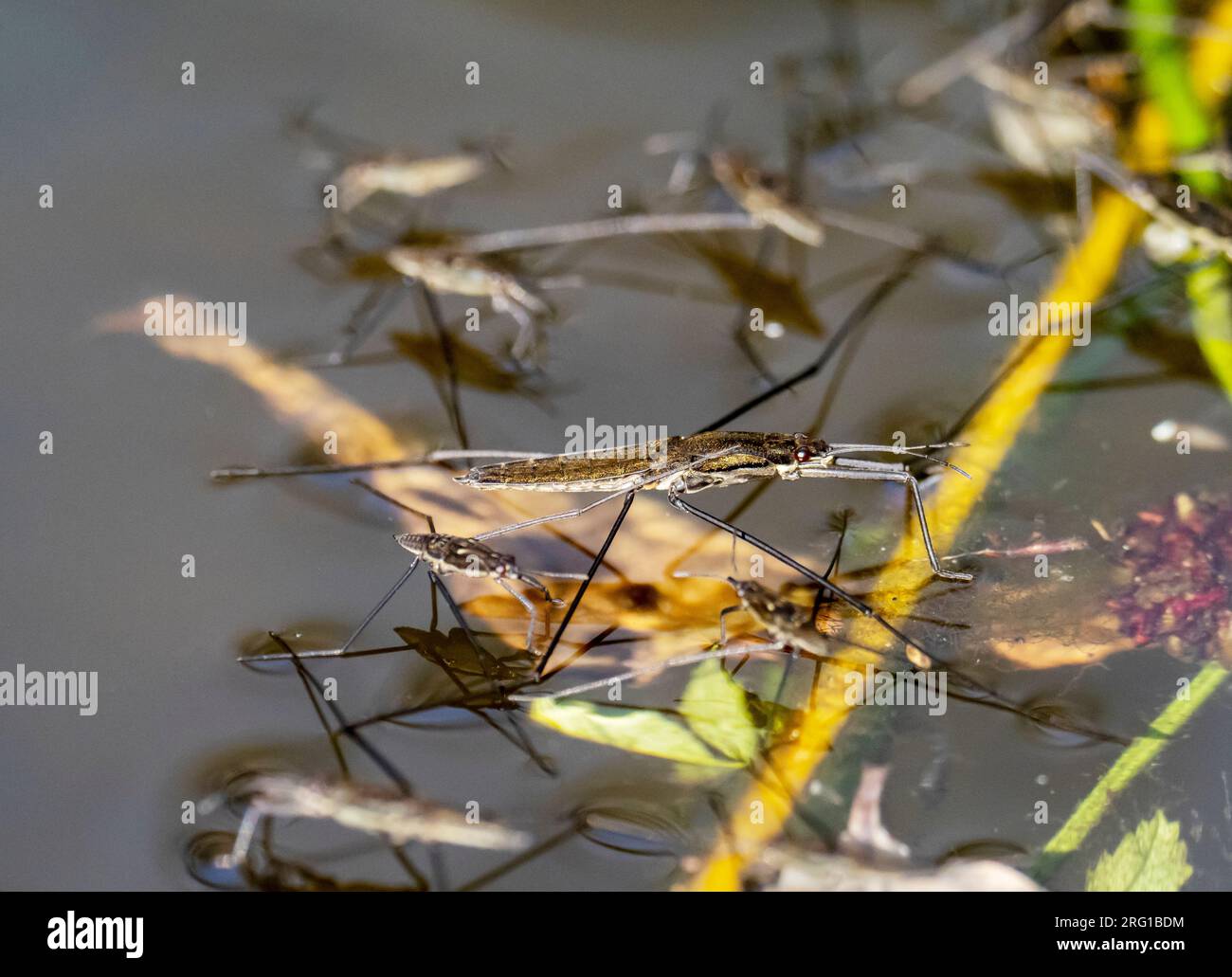 Surface tension water swimmer hires stock photography and images Alamy