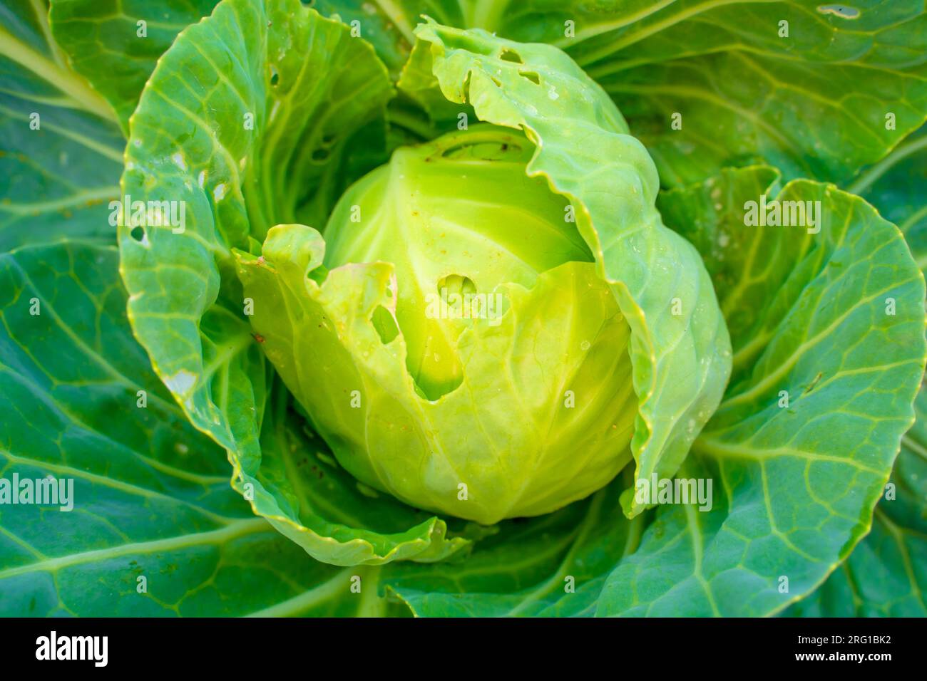 Young head of white cabbage eaten by pests, close-up. Holes in the leaves of cabbage growing in the home garden. Spoiled harvest of homemade vegetable Stock Photo
