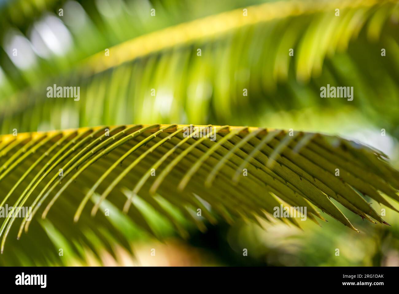 Textured green leaf hi-res stock photography and images - Alamy
