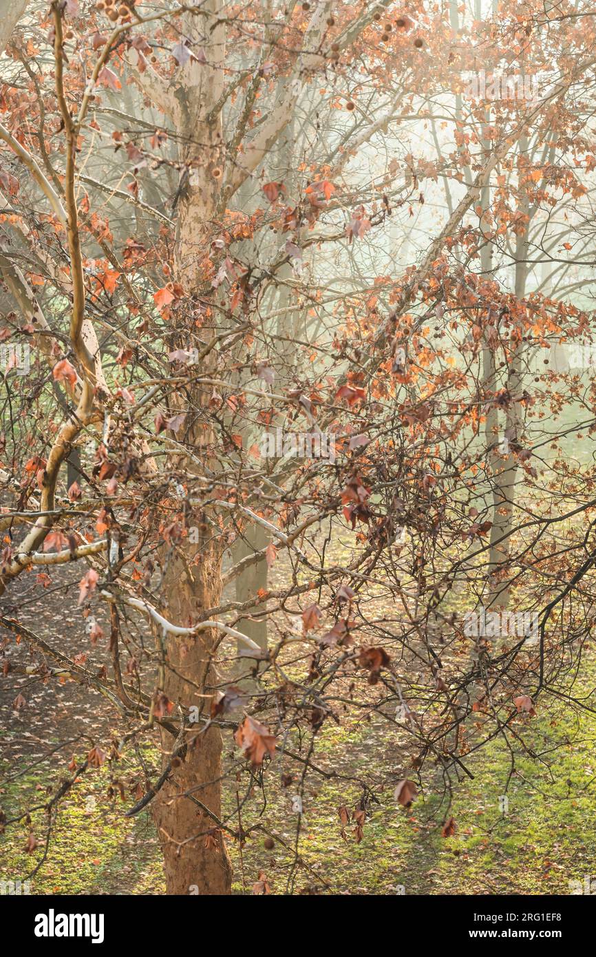 Maple trees in park in misty autumn morning, selective focus Stock Photo