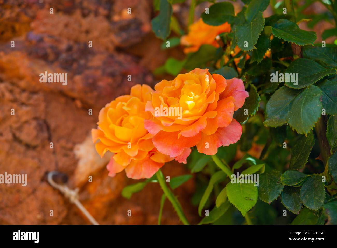 Orange roses. Stock Photo