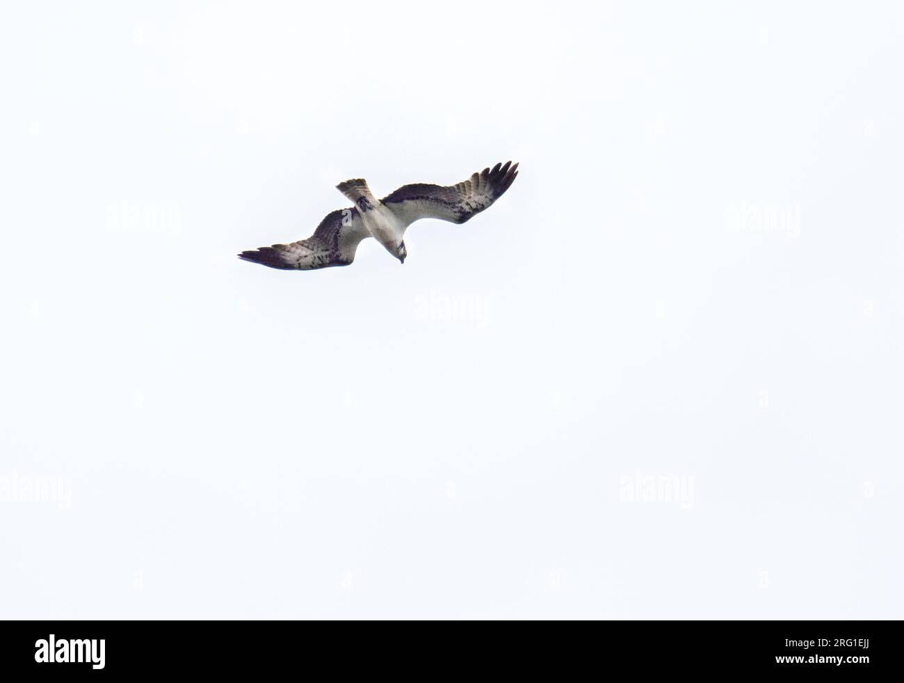 An Osprey, Pandion haliaetus flying over Leighton Moss, Silverdale, Lancashire, UK. Stock Photo