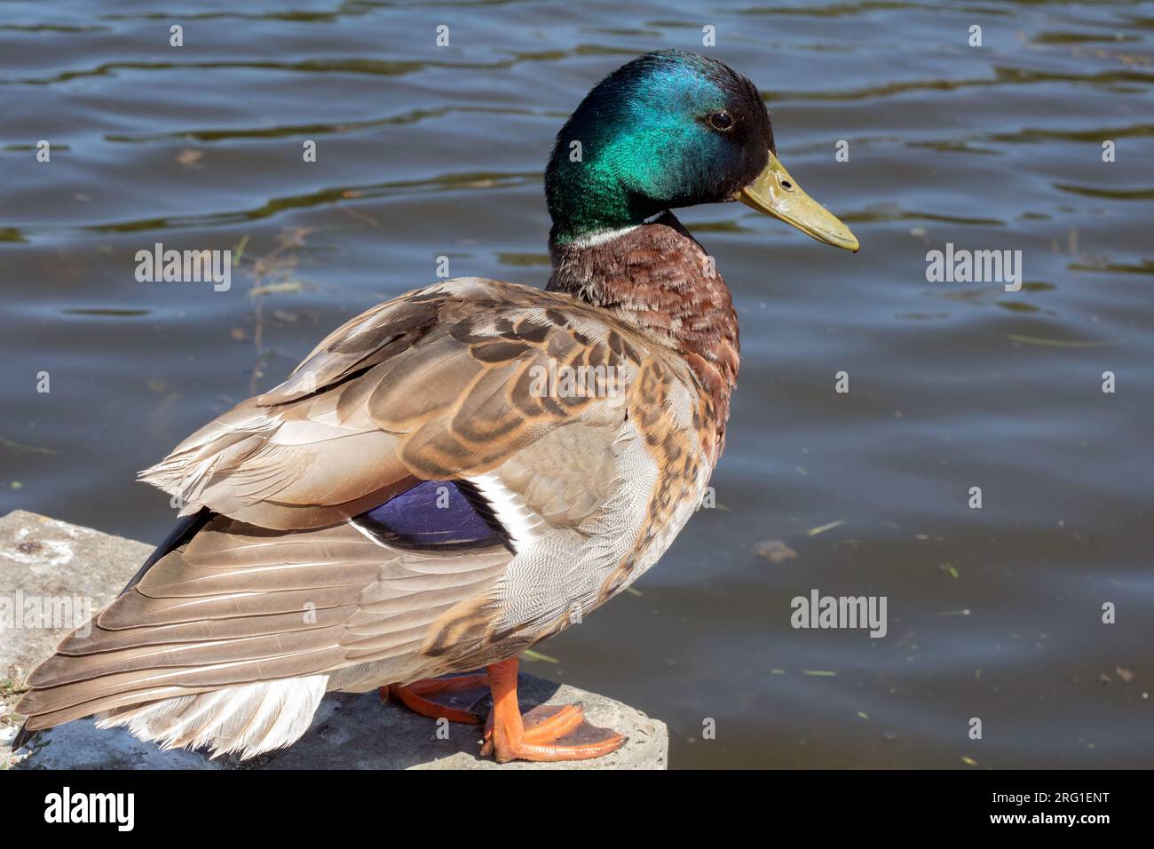 photo of wild duck on water background, duck looking at water Stock Photo