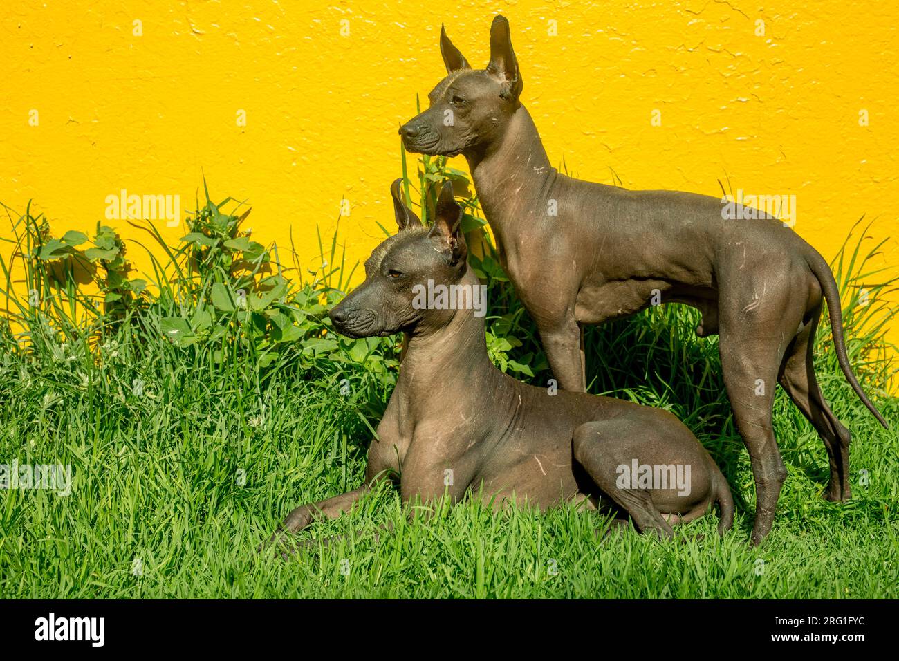 Xoloitzcuintles the national dog of Mexico Stock Photo Alamy