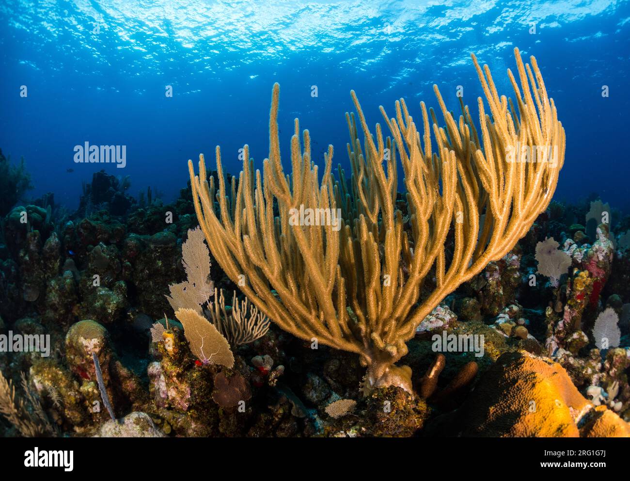 Bushy gorgonian soft coral in Utila, Honduras Stock Photo