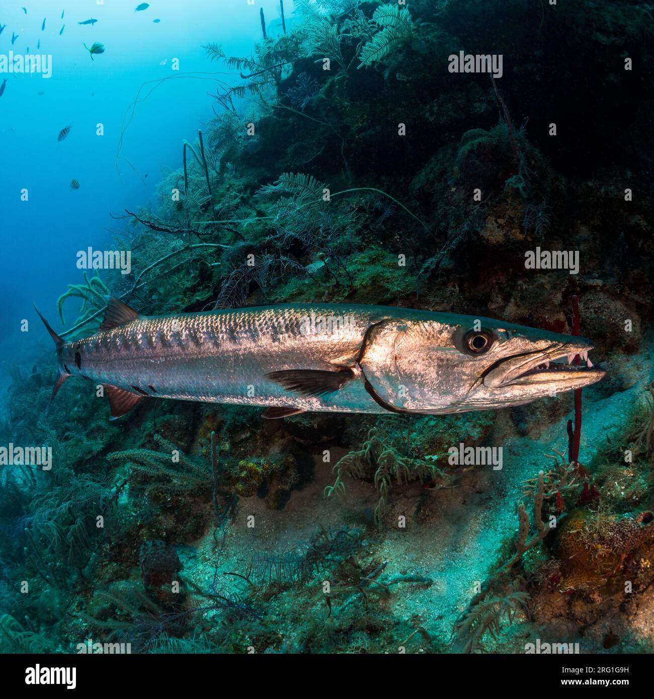 Great barracuda fish, Sphyraena barracuda, on a coral reef in Utila Stock Photo