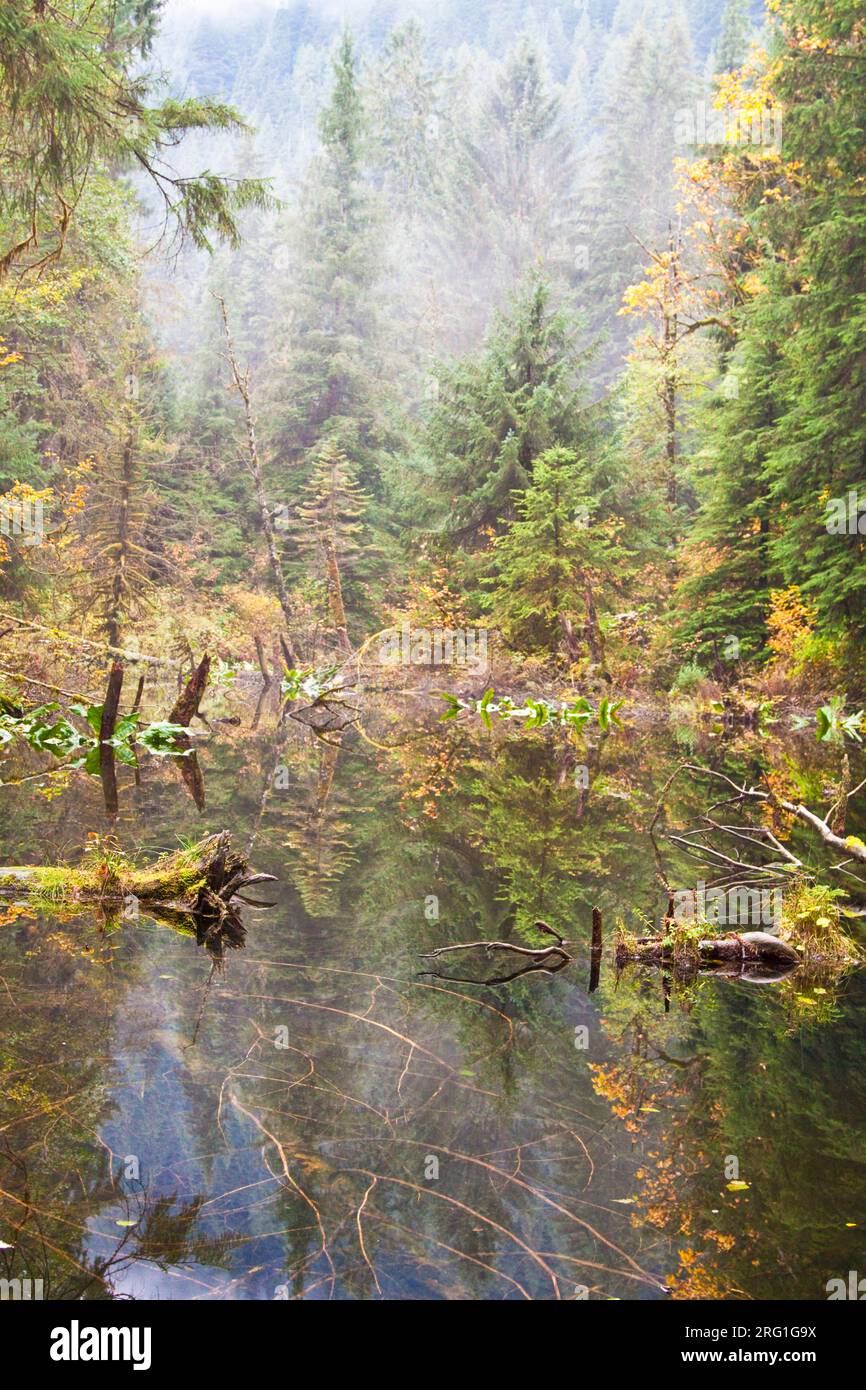 Vertical view reflection trees hi-res stock photography and images - Alamy