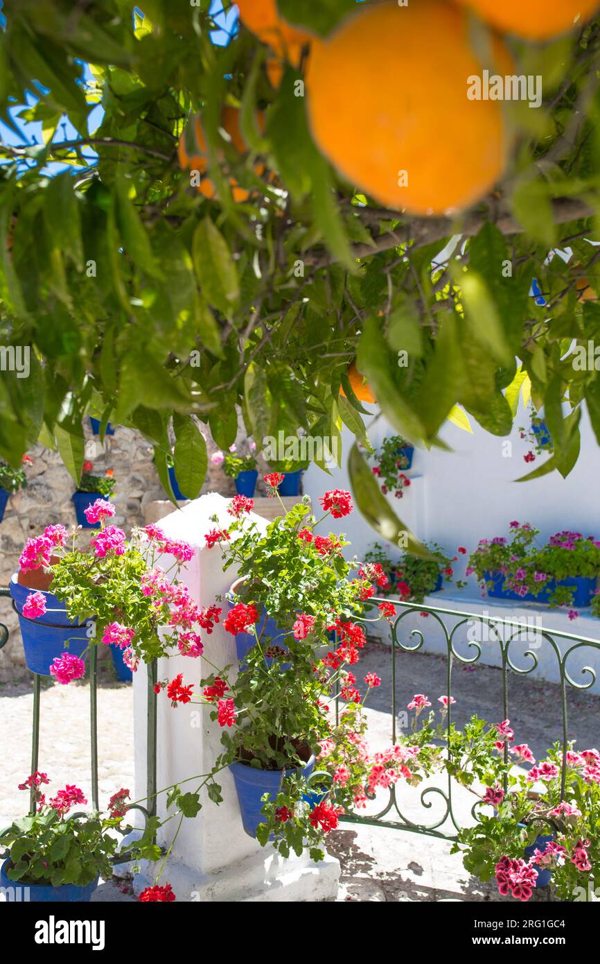 Andalusian courtyard under orange tree Stock Photo