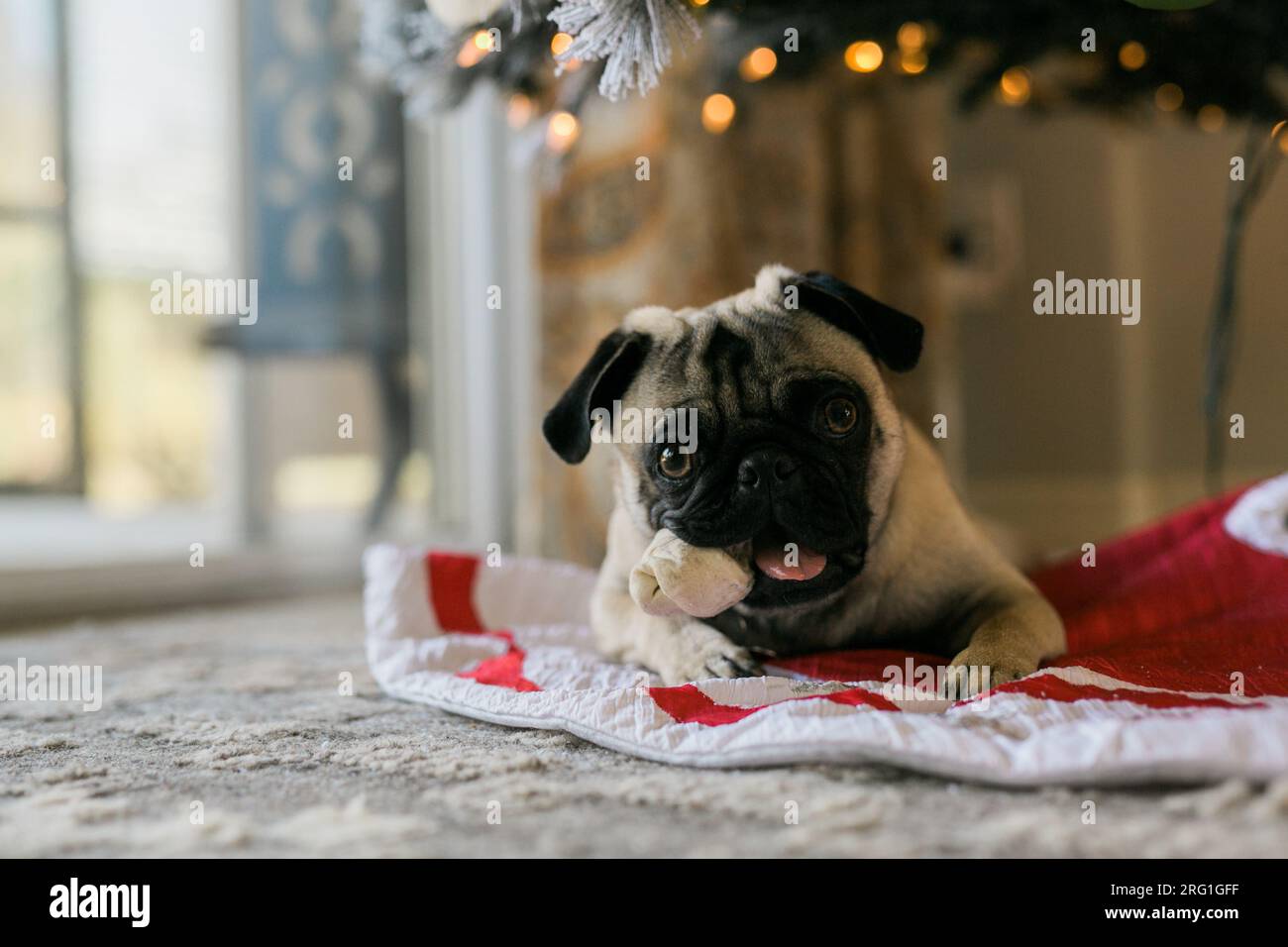 Pug dog under the Christmas Tree Stock Photo