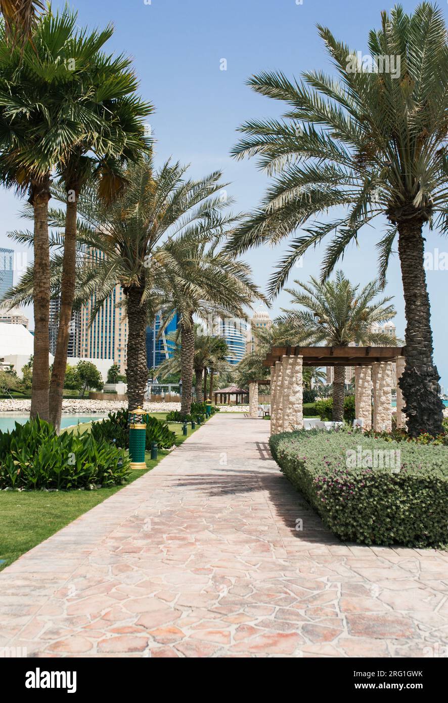 Palm trees in Doha Stock Photo