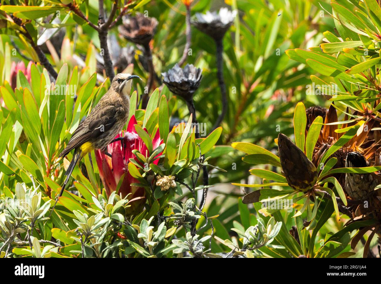 Cape sugarbird (Promerops cafer) perched on Protea flower close up in the wild at Cape Point nature reserve, Western Cape, South Africa Stock Photo