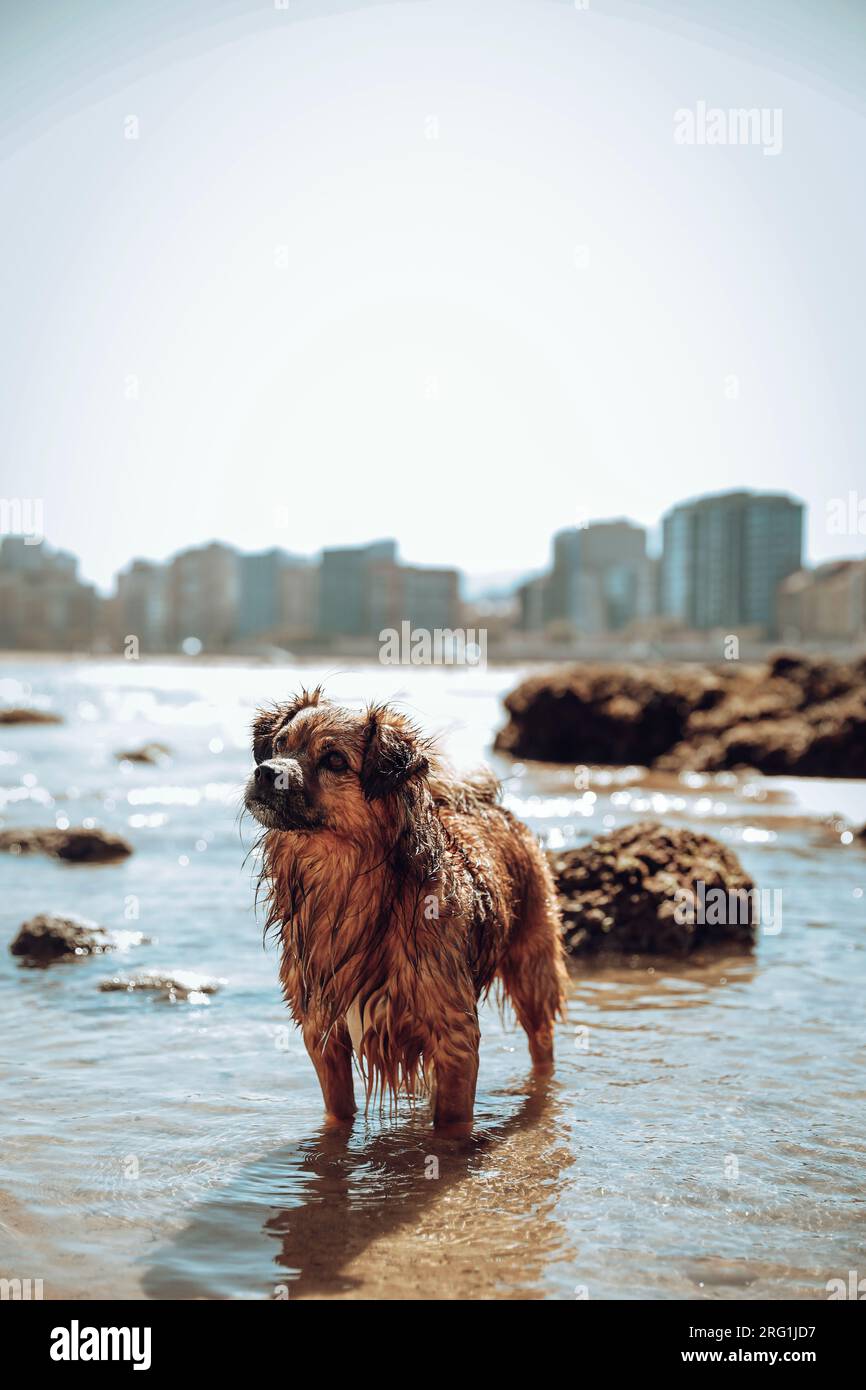Dog bathing in a beach suitable for dogs Stock Photo