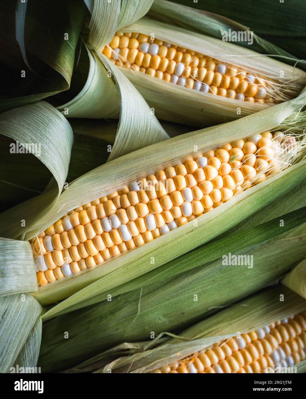 Close up of freshly harvested corn on the cob in the husk. Stock Photo