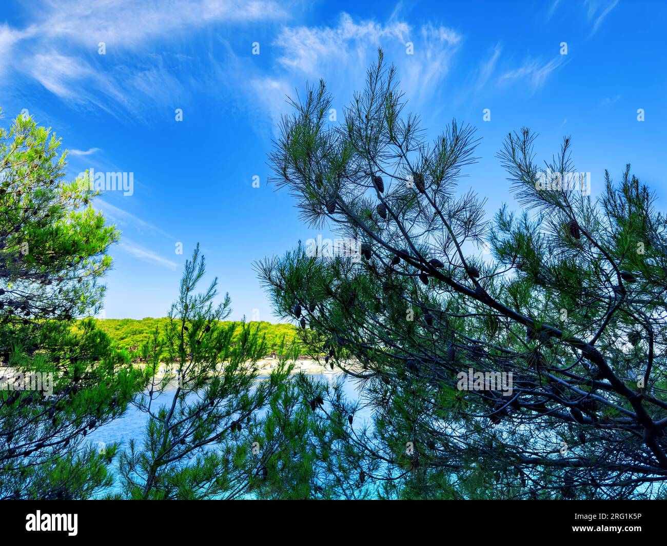 Pine tree branches shining water hi-res stock photography and images ...
