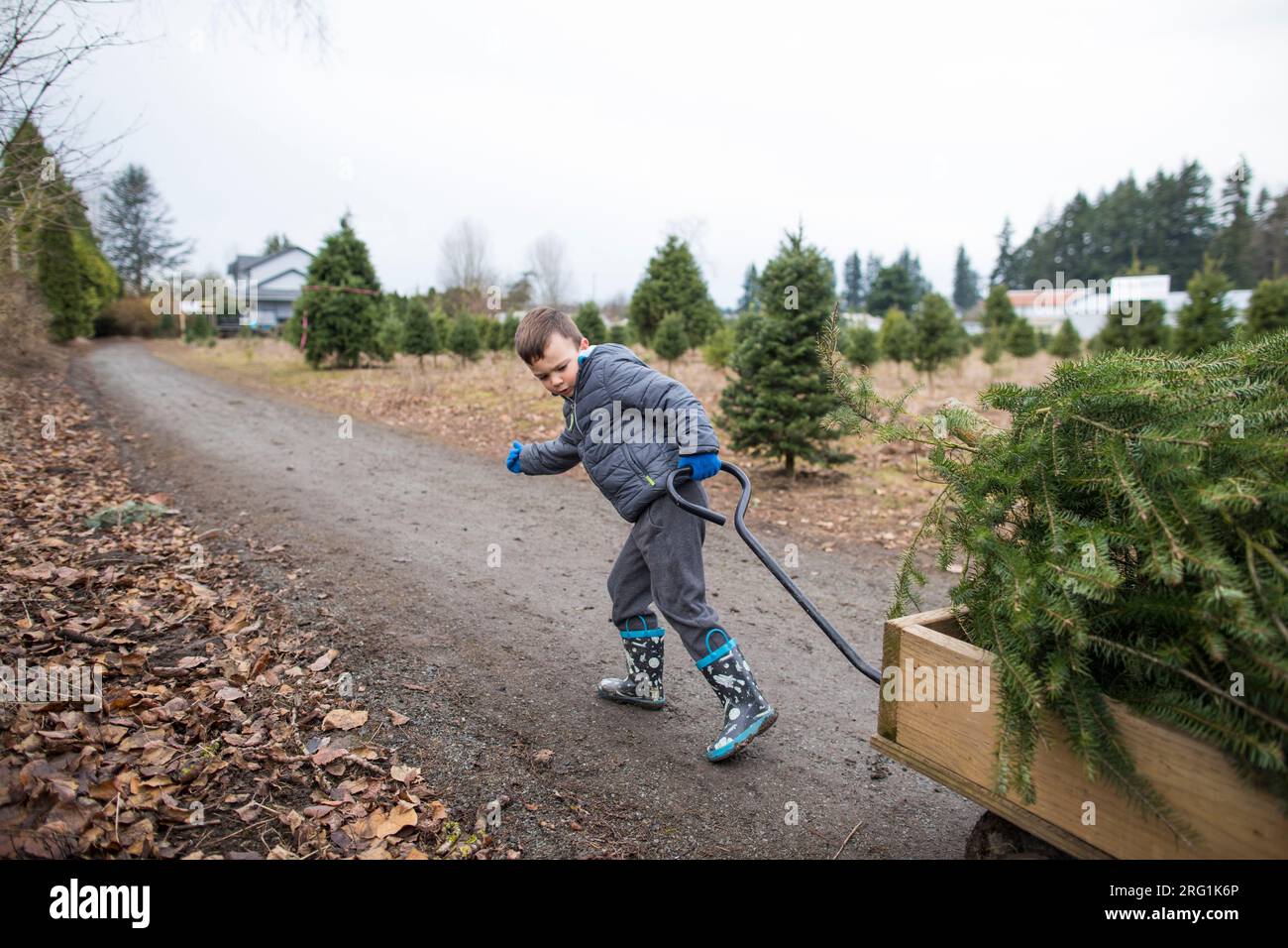 Determined young boy pulls wagon with Christmas Tree Stock Photo