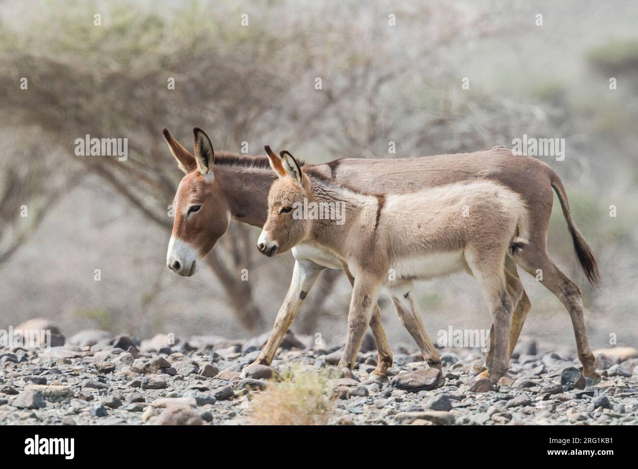 Donkey - Esel - Equus asinus, Oman Stock Photo