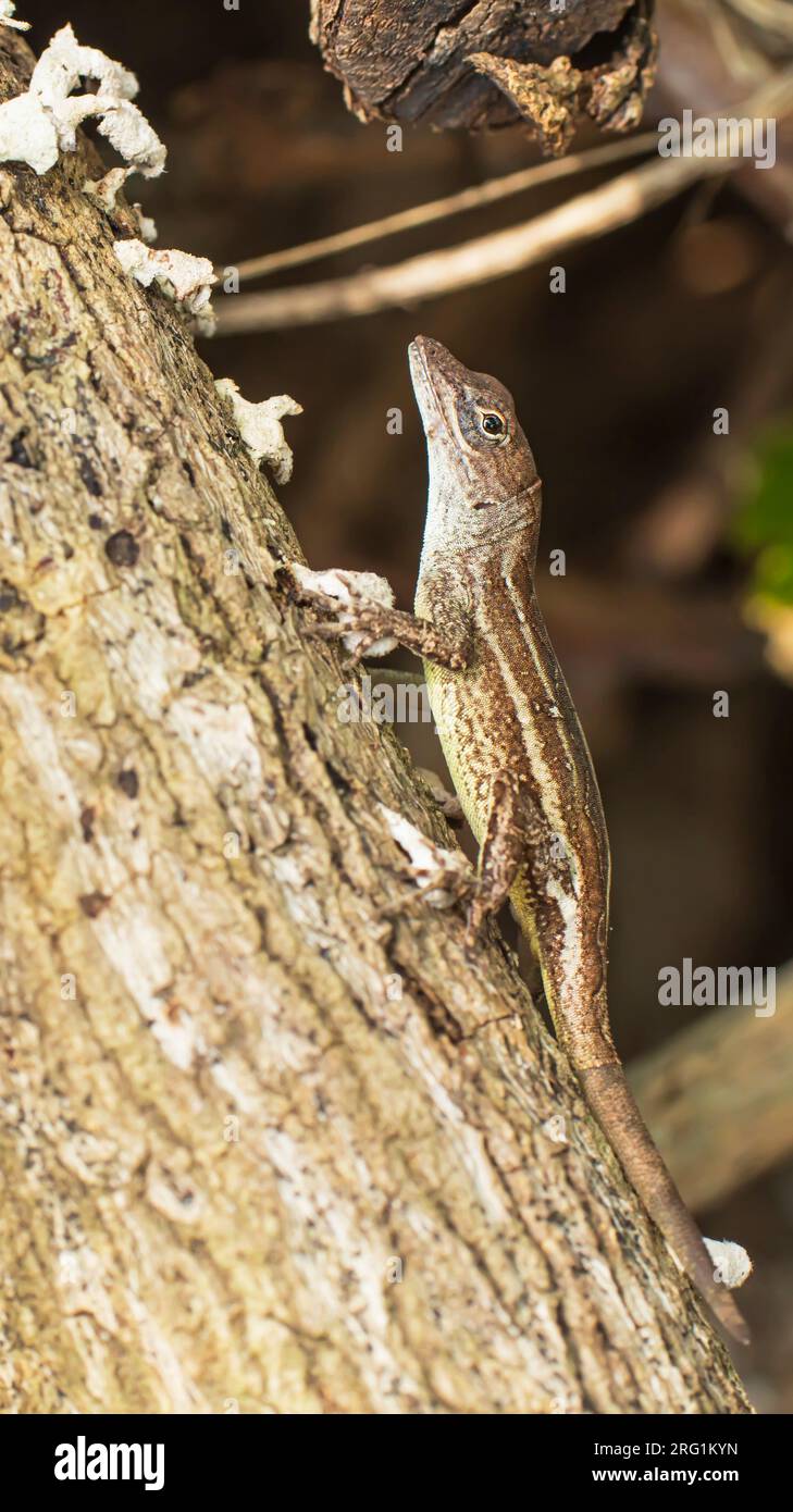 Anolis sagrei or brown anolis or chipojo lizard Stock Photo