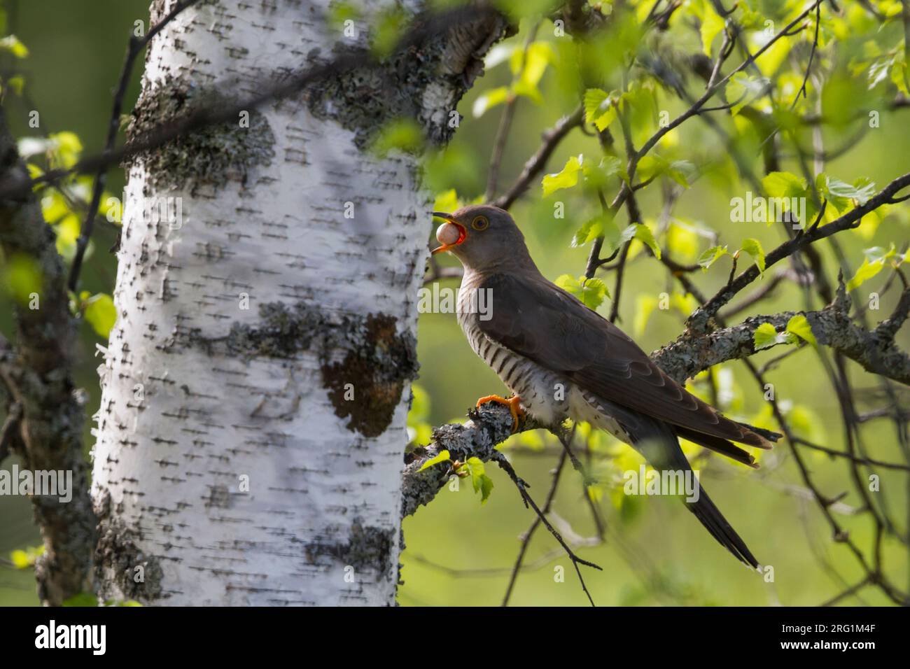 Common Cuckoo (Cuculus canorus ssp. subtelephonus), Kazakhstan, adult, female with egg stolen from host nest of her own egg, to throw the egg away. Stock Photo