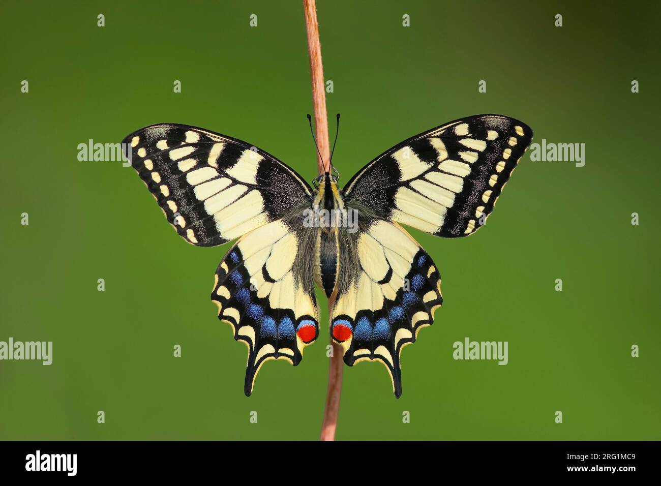 Swallowtail, Papilio machaon, Schwalbenschwanz, Germany, imago Stock Photo