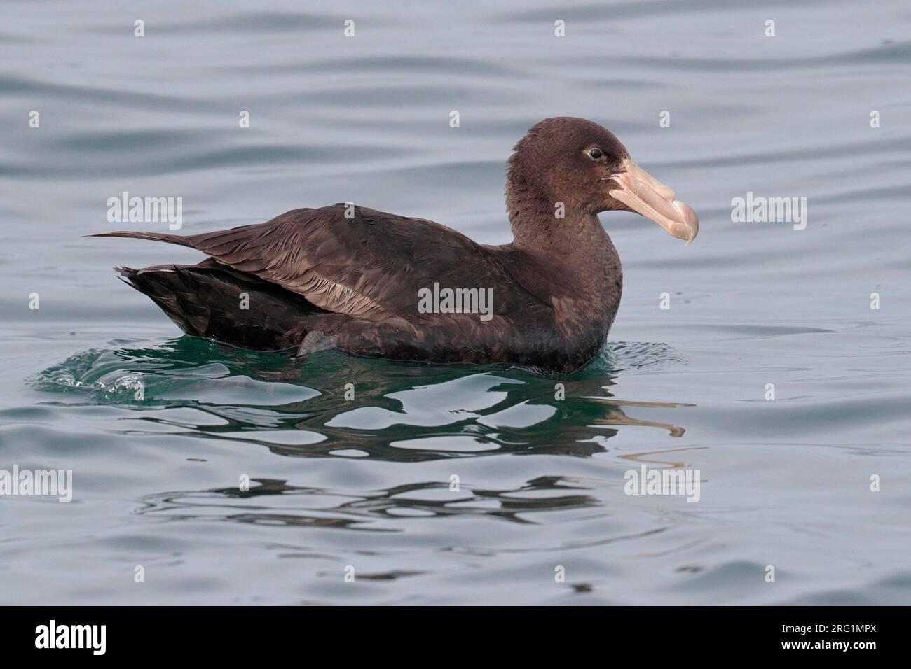 Juvenile Southern Giant Petrel (Macronectes giganteus), at sea, paddling, Humboldt Current, off Peru Stock Photo