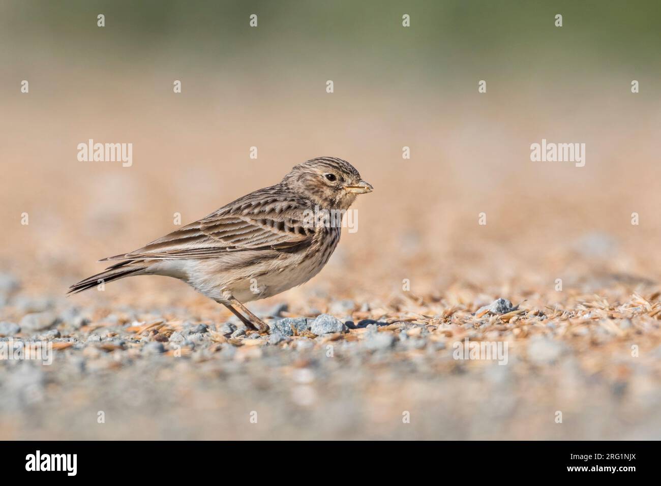 Alaudala rufescens apetzii hi-res stock photography and images - Alamy