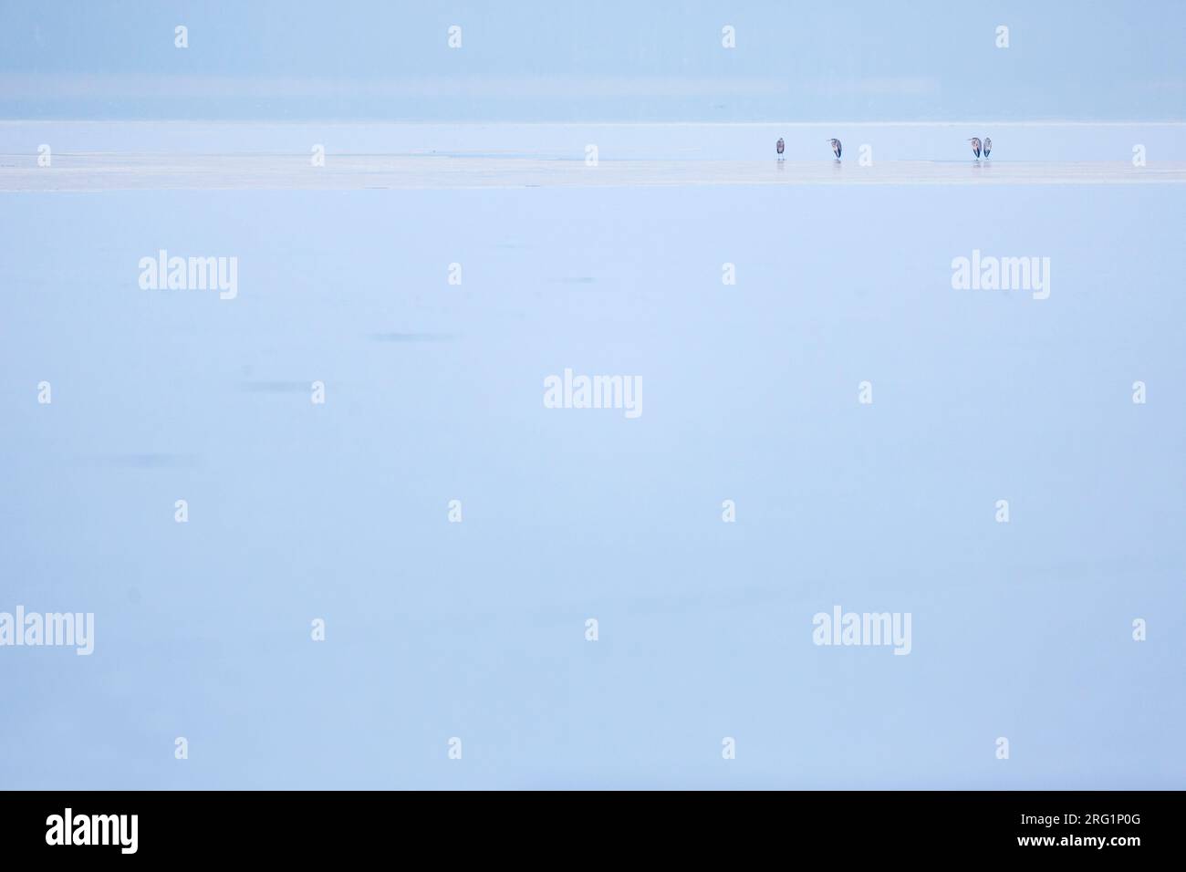Grey Heron (Ardea cinerea) perched on ice Stock Photo