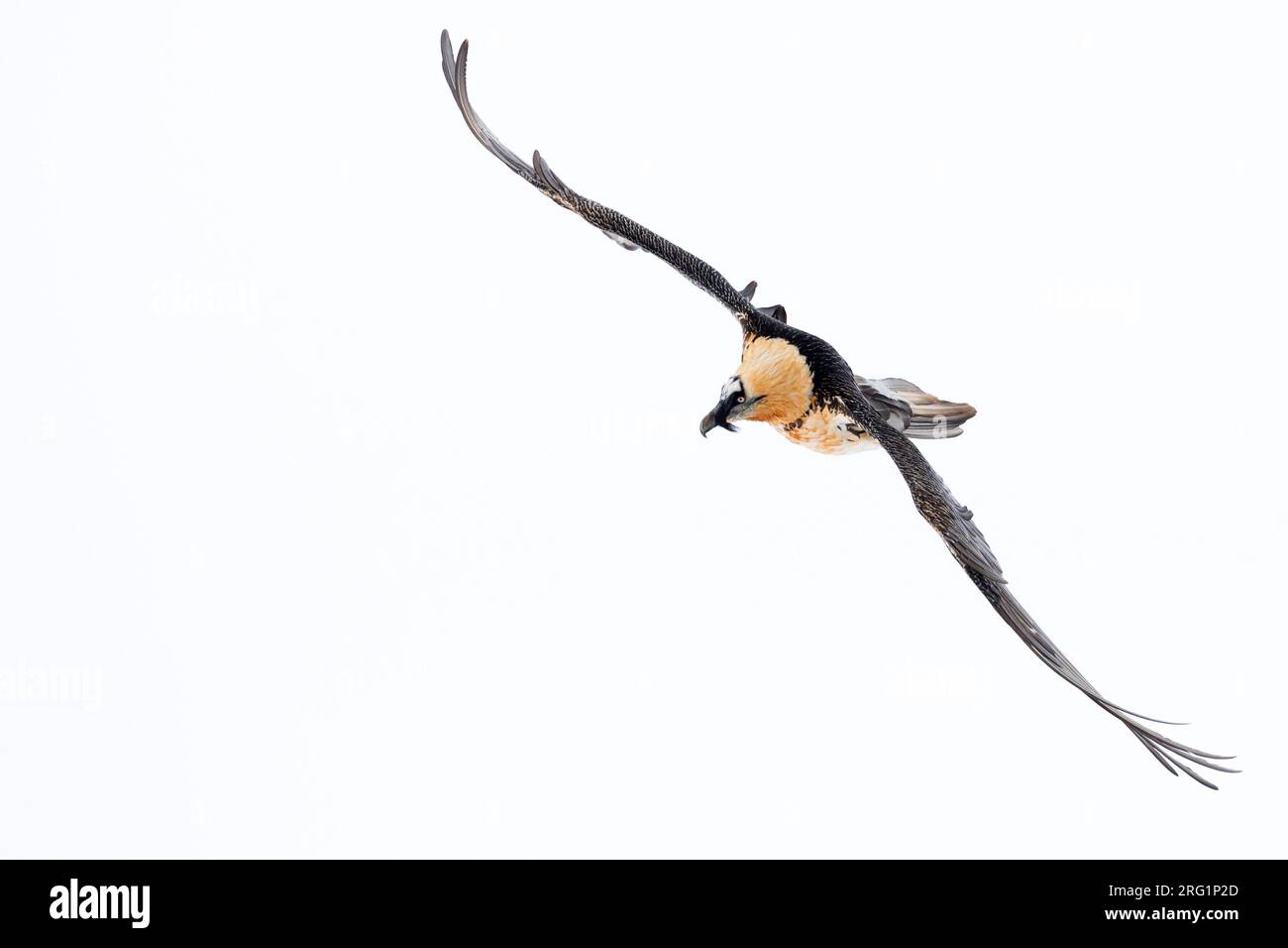 Adult Bearded Vulture (Gypaetus barbatus barbatus), in flight over snow ...