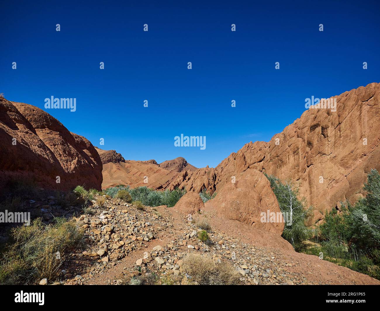 Oasis with lush and green vegetation in the dry and arid deserted region in a desert landscape in the mountains of Morocco. Stock Photo