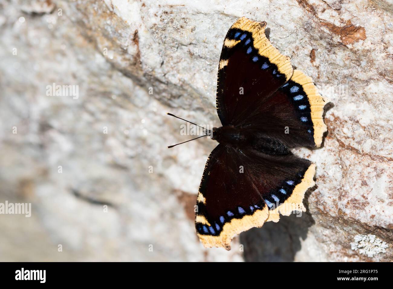 Morning Cloak (Nymphalis antiopa) sitting in the sun on a bark in a woodland in France. Stock Photo