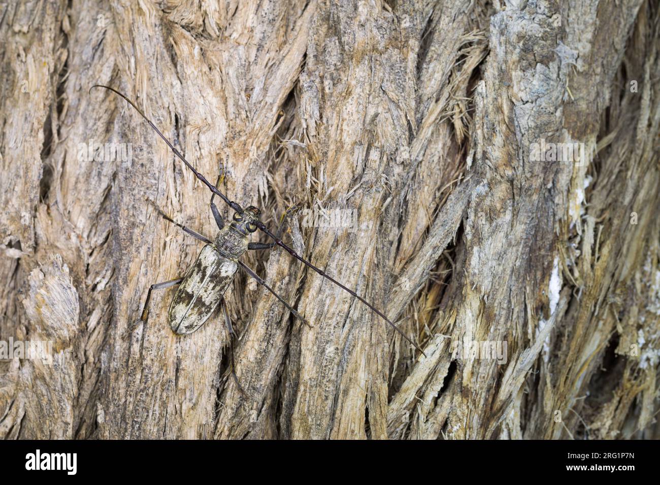 City Long-horn Beetle (Aeolesthes sarta) in forest in Tajikistan. Sitting on the bark of an old tree. Stock Photo
