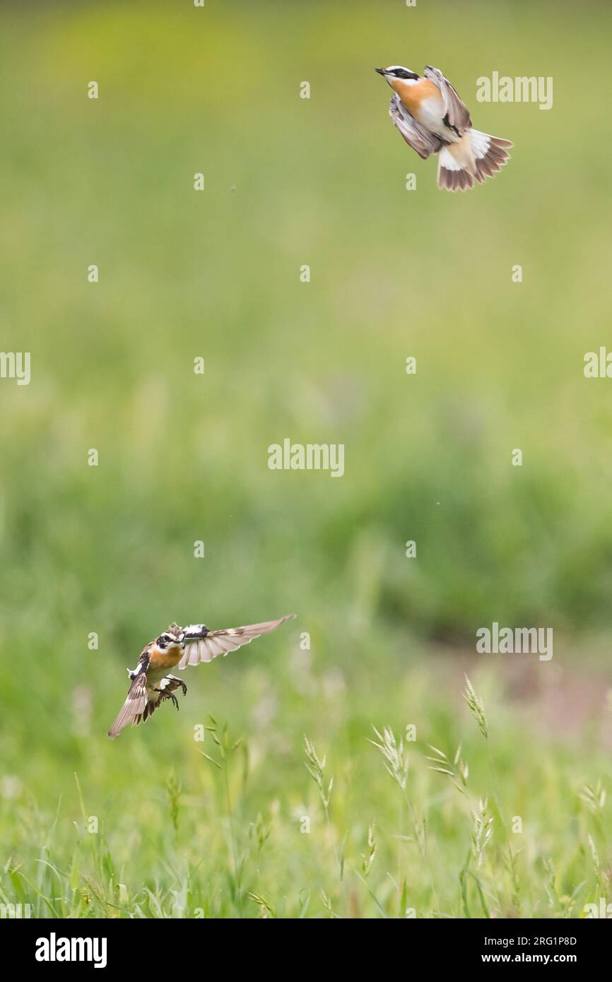 Two Whinchats (Saxicola rubetra) fighting mid air on Corsica in France. Stock Photo