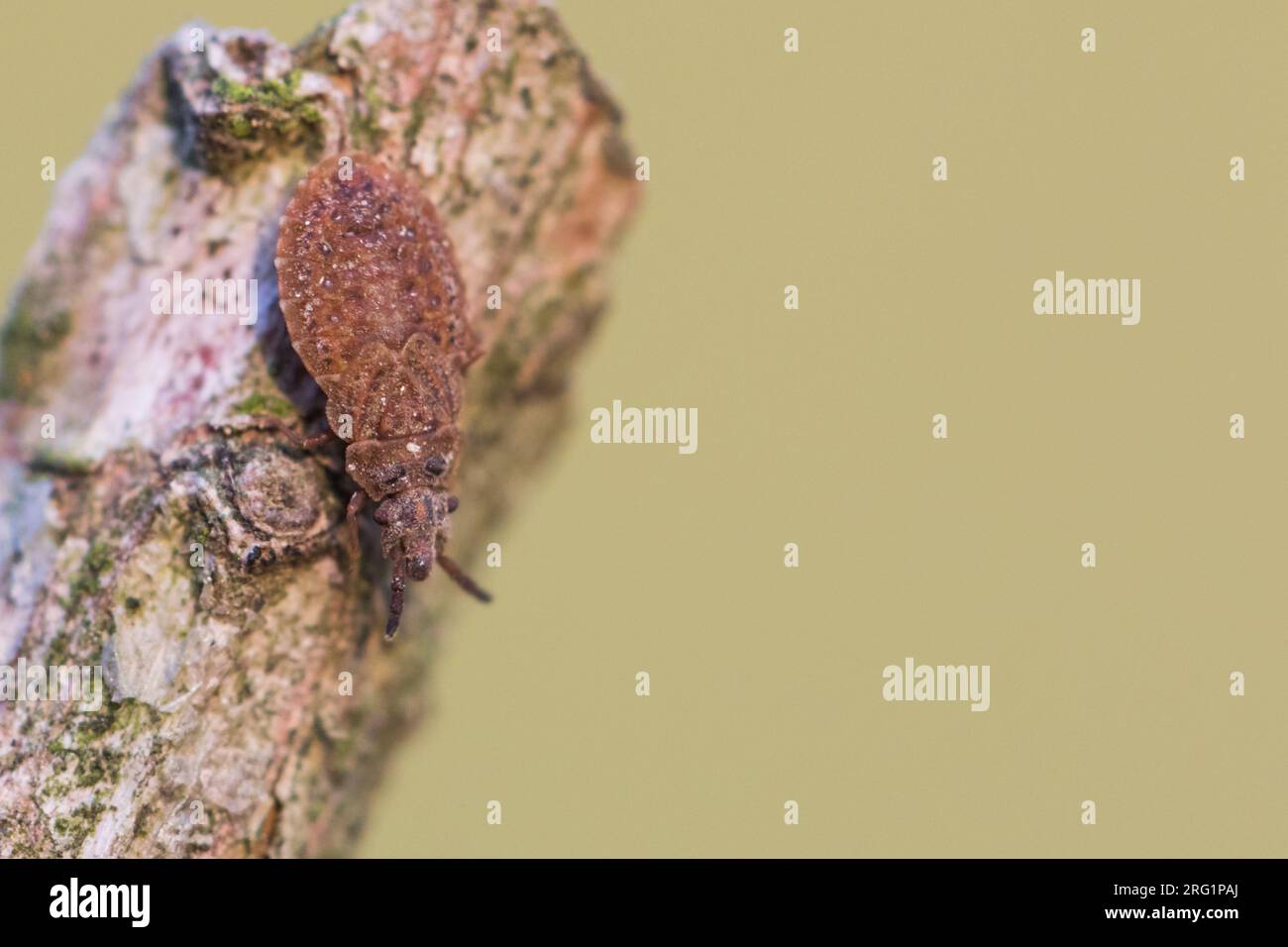 Aradus cinnamomeus - Kiefernrindenwanze, Germany (Baden-Württemberg), imago Stock Photo