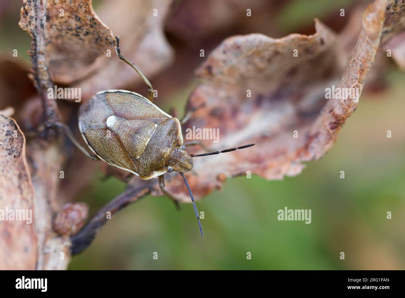 Chlorochroa pinicola - Föhrengast, Germany (Baden-Württemberg), imago Stock Photo