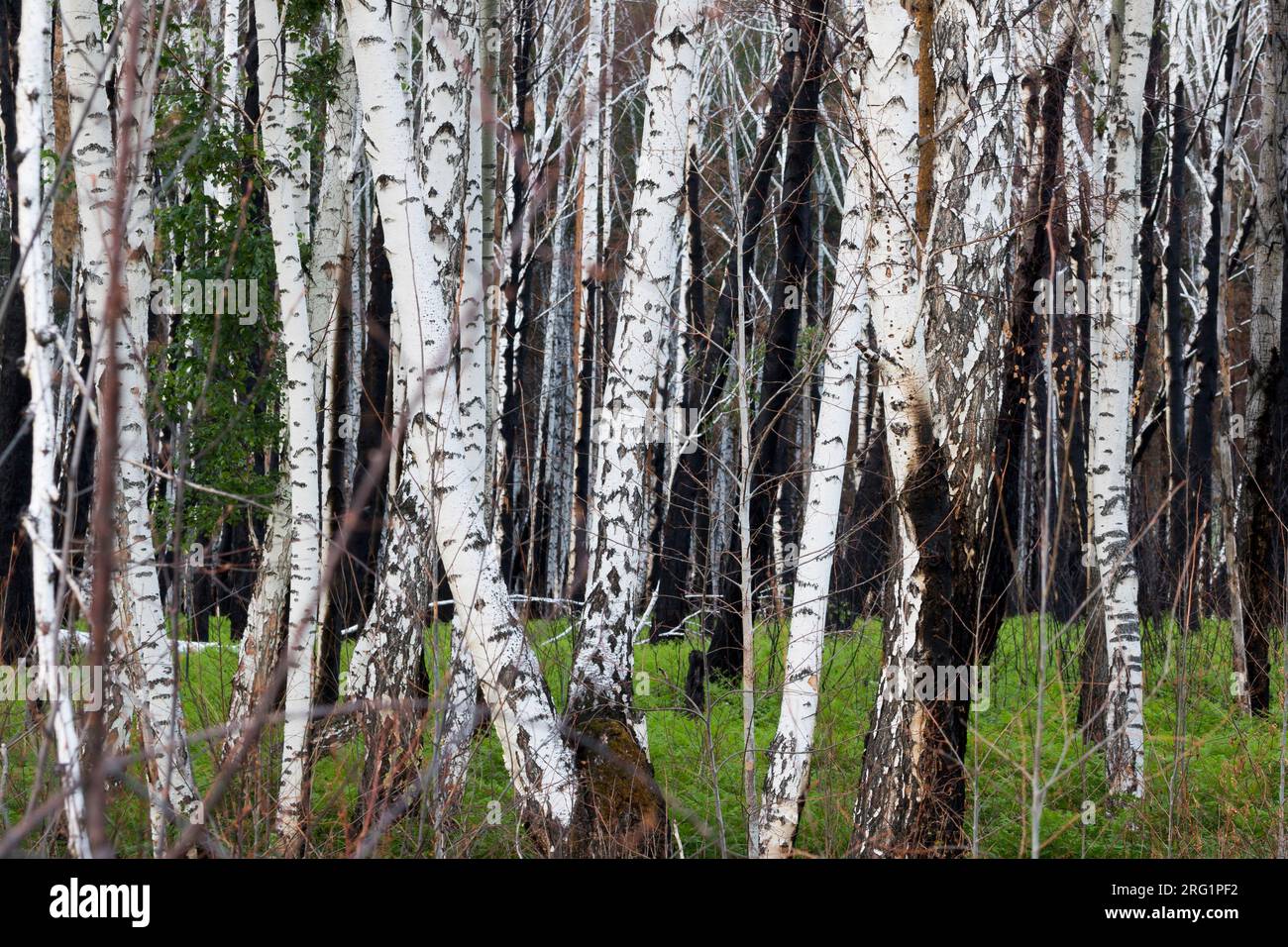 Birch forest russia hi-res stock photography and images - Alamy