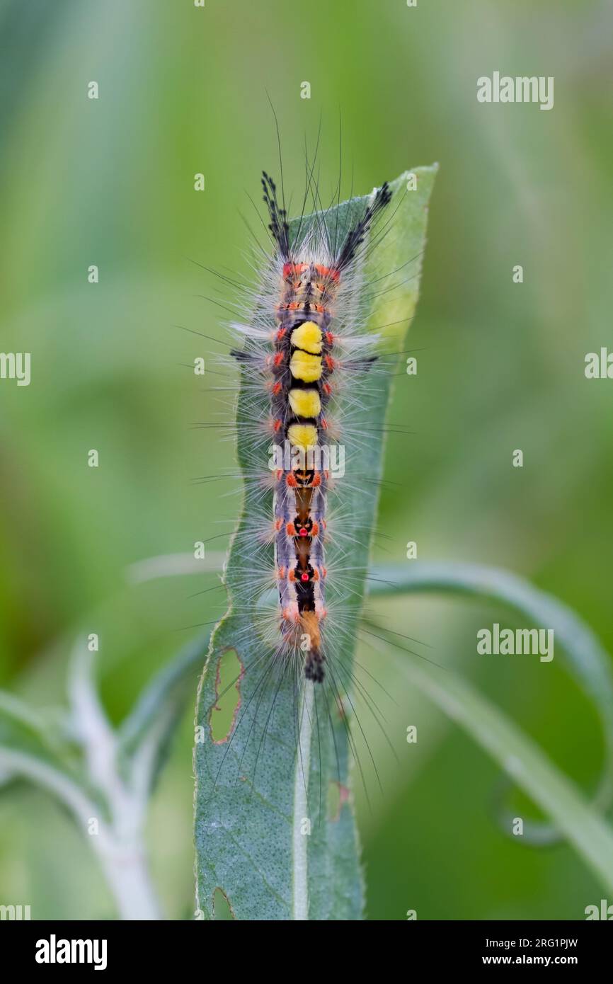 Orgyia antiqua - Rusty Tussock Moth - Schlehen-Bürstenspinner, Germany (Rheinland-Pfalz), imago Stock Photo