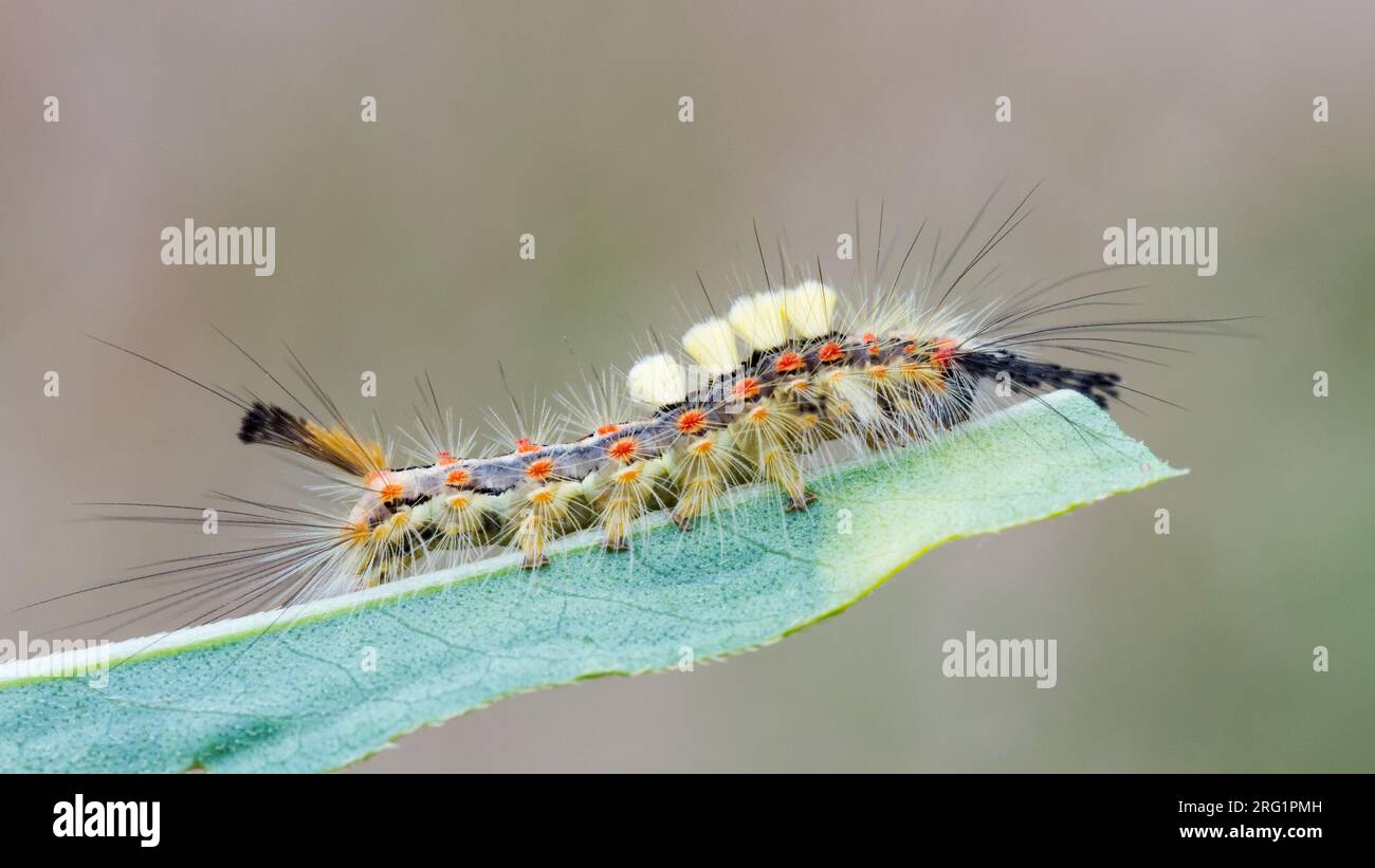 Orgyia antiqua - Rusty Tussock Moth - Schlehen-Bürstenspinner, Germany (Rheinland-Pfalz), imago Stock Photo