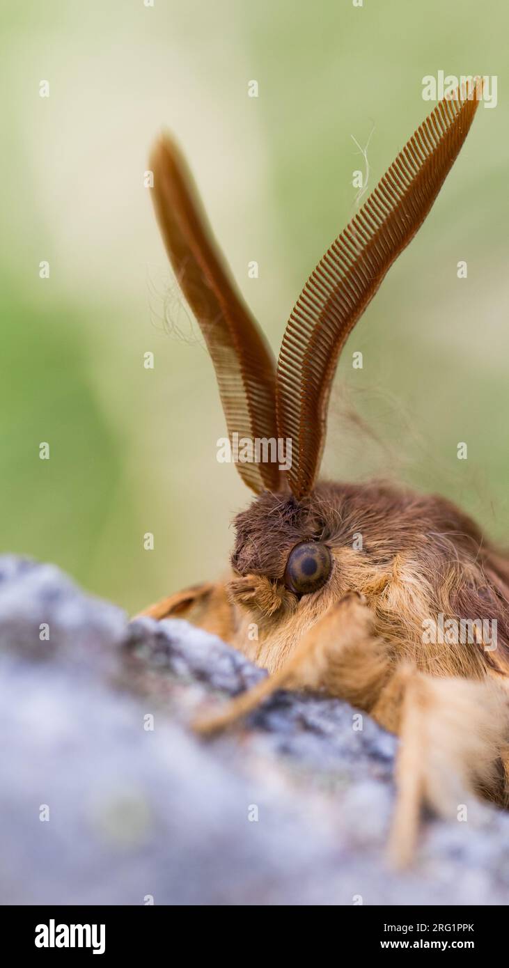 Switzerland Nature Biodiversity Hi res Stock Photography And Images Alamy switzerland-nature-biodiversity-hi-res-stock-photography-and-images-alamy