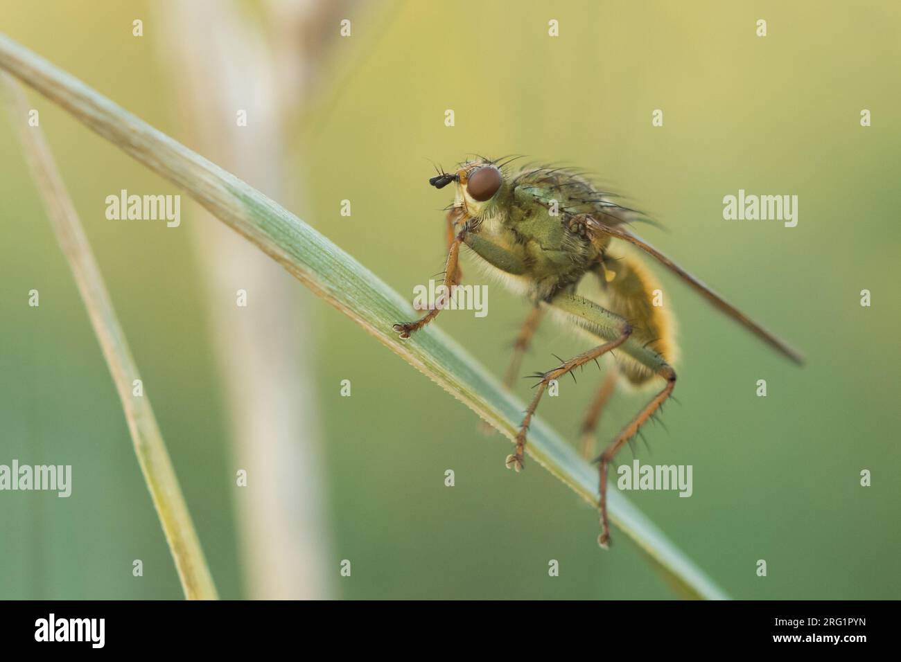 weinrebe im kübel düngen Green Home Weinreben Bundle main image 0