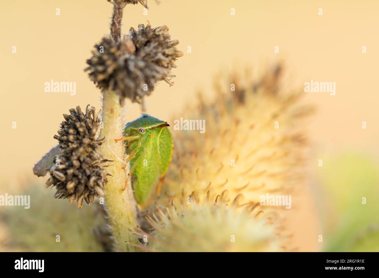 Buffalo treehopper hi-res stock photography and images - Alamy